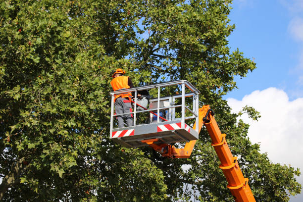 Professional Tree Removal and Landscaping Services in Manson, WA